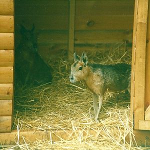 Patagonian Cavies 27th May 2000