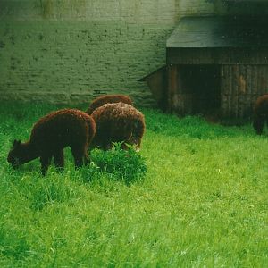 Alpacas 27th May 2000