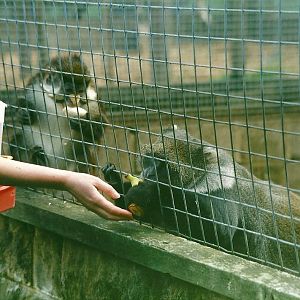 Feeding time for the monkeys 27th May 2000