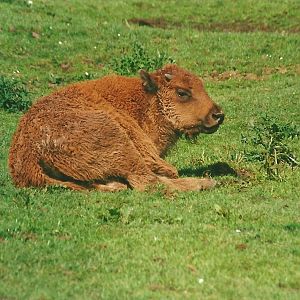 American Bison calf 27th May 2000