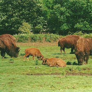American Bison 27th May 2000