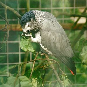 African Grey Parrot 27th May 2000