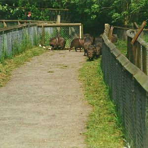 Collared Peccaries on tour 27th May 2000