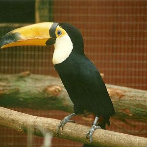 Toco Toucan 24th June 2000
