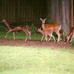 Fallow Deer 24th June 2000