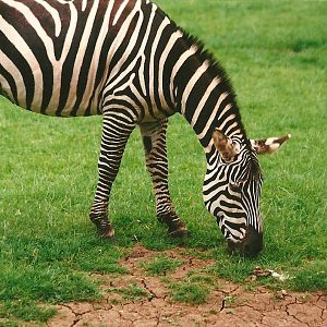 Zebra 24th June 2000