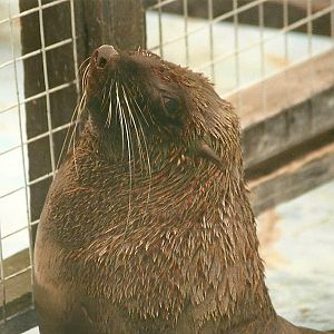 Californian Sealion 24th June 2000