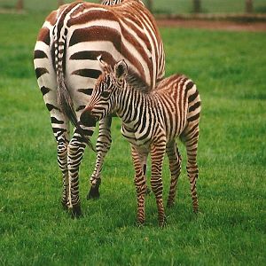 Zebra and foal 24th June 2000