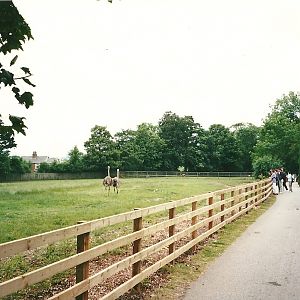 Africa paddock 22nd July 2000