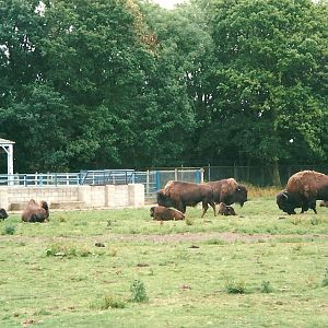 American Bison paddock and house 22nd July 2000