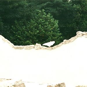 Greater Sulphur-crested Cockatoo on Penguin exhibit wall 22nd July 2000