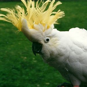Greater Sulphur-crested Cockatoo 22nd July 2000