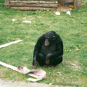 Chimpanzee 22nd July 2000