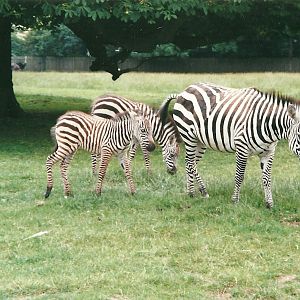 Zebras in Africa paddock 22nd July 2000