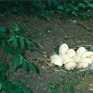 Greater Rhea nest 22nd July 2000
