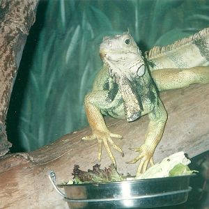 Green Iguana 22nd July 2000