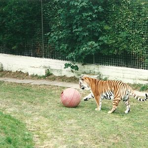 Siberian Tiger enrichment 22nd July 2000
