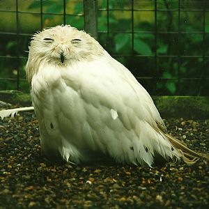 Snowy Owl 19th August 2000