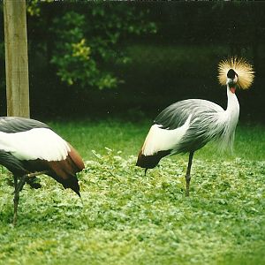 East African Crowned Cranes 19th August 2000
