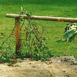 Wallaby enrichment 19th August 2000