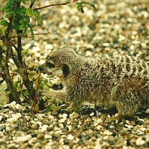 Meerkat 19th August 2000