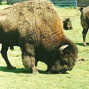 American Bison 19th August 2000