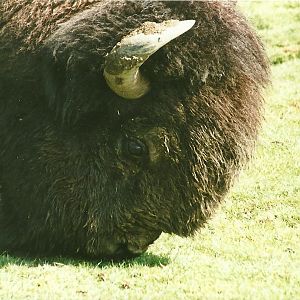 American Bison 19th August 2000