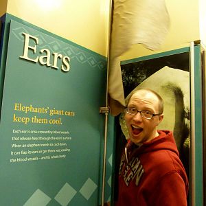 Ear Interactive Graphic