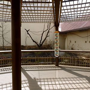 African Aviary - Elephant Crossing