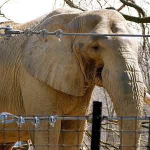 Willie, male elephant - Elephant Crossing