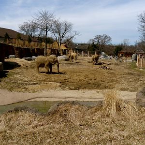 Main Yard - Elephant Crossing