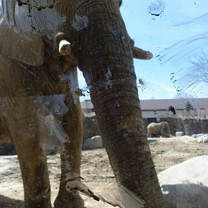 Viewing Window - Elephant Crossing