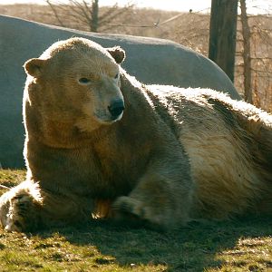 Polar Bear Turned Into Brown Bear?