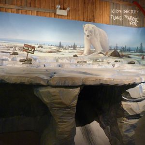 Kids Section - Polar Frontier