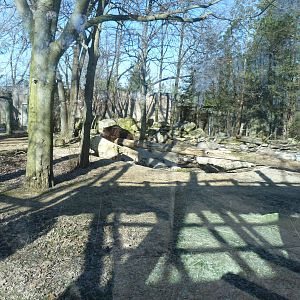 Grizzly Bear Exhibit - North America