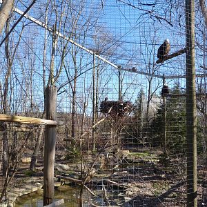 Bald Eagle Exhibit - North America