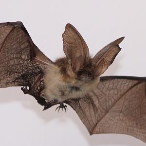 bat species ID ?