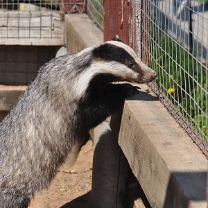 Eurasian badger/ Meles meles meles