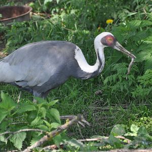 White-naped crane/ Grus vipio