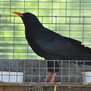 Chough/ Pyrrhocorax pyrrhocorax