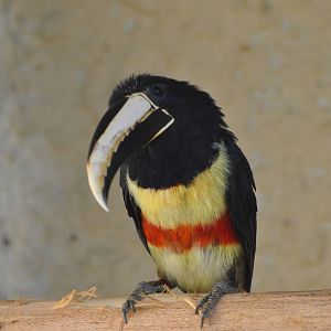 Black-necked aracari/ Pteroglossus aracari