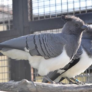 White-bellied go-away bird/ Corythaixoides leucogaster