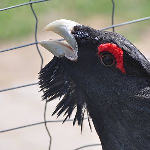 Capercaillie/ Tetrao urogallus
