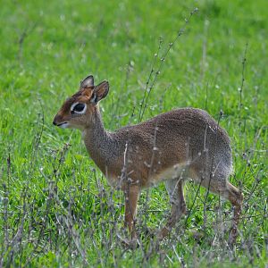 Kirk`s dik-dik/ Madoqua kirkii