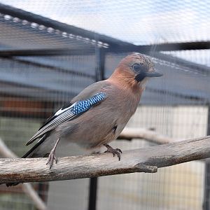 Jay/ Garrulus glandarius brandtii