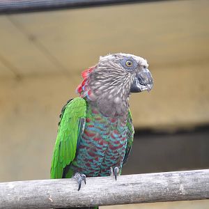 Hawk-headed parrot/ Deroptyus accipitrinus accipitrinus