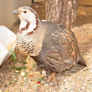 Himalayan snowcock/ Tetraogallus himalayensis