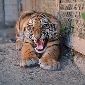 Amur tiger/ Panthera tigris altaica