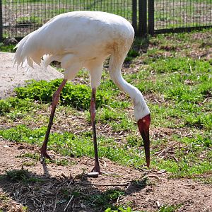 Siberian white crane/ Grus leucogeranus