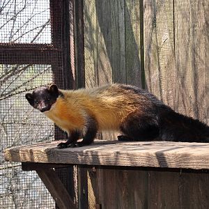 Yellow-throated marten/ Martes flavigula aterrima